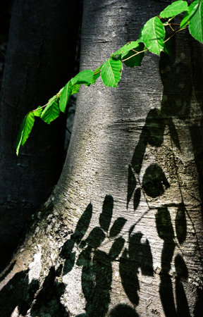 nature abstract background Shade of beech leaves on the trunk
