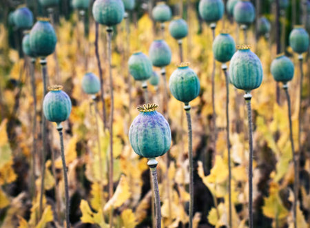 nature seasonal background grey poppy fieldの写真素材