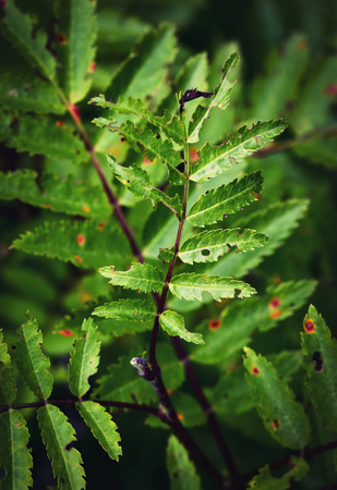 nature background Jagged leaves of green rowansの写真素材