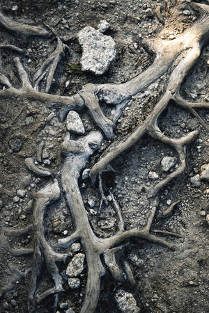 nature background branched root pine tree on the sidewalkの写真素材