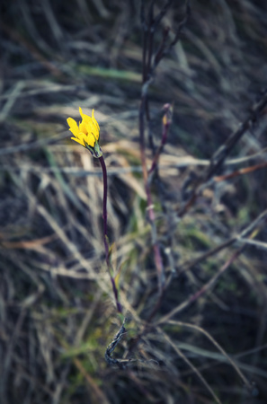 retro background yellow flower in dry autumn grassの写真素材