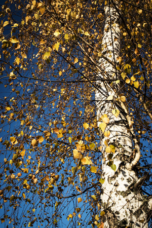 nature background autumn in the crown of the birch treeの写真素材