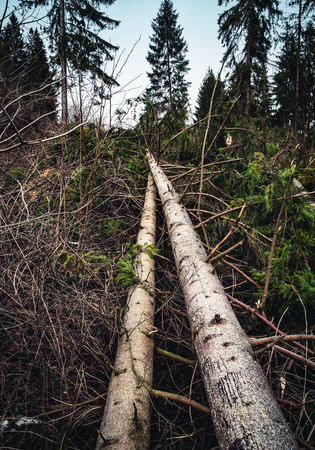 nature background two trees lying in the woodsの写真素材