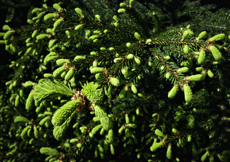 nature seasonal background young shoots of spruce twigs onの写真素材
