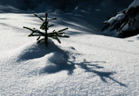 nature seasonal background a small snowy tree with a shadowの写真素材