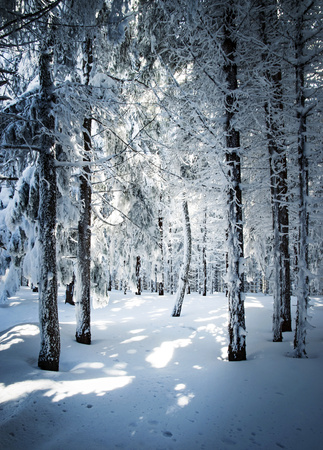 nature seasonal background densely snowy forest standの写真素材