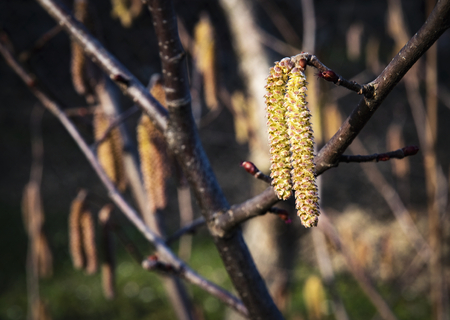 nature seasonal background detail on a hazel flowerの写真素材