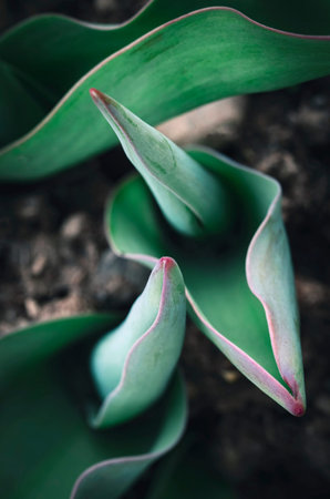 nature background young green leaves tulip