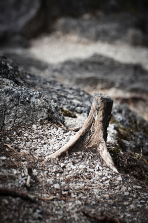 nature abstract background abandoned old wooden stumpの写真素材