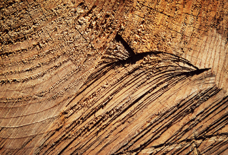 nature background or texture scratches on wood fellingの写真素材