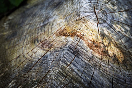 Abstract background or texture detail rotten stump