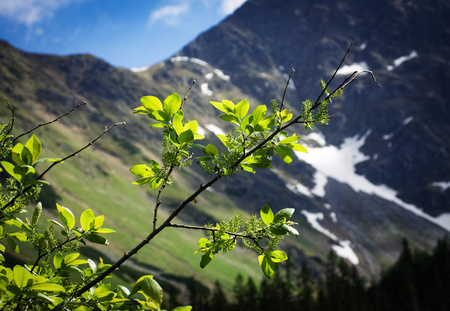 nature background willow twig with a mountain backgroundの写真素材