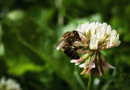 nature seasonal  background bee on white clover