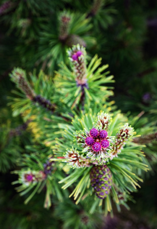 nature seasonal background a purple flower on a mountain pineの写真素材