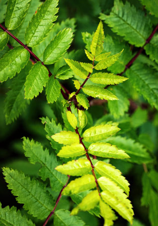 nature seasonal background Rowan leaves light greenの写真素材