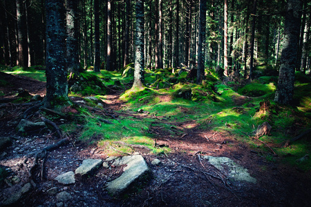 nature background old forest with shining lightの写真素材