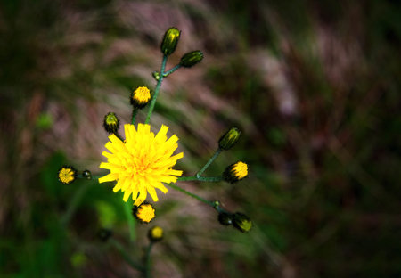 nature background yellow flower with bell on a dark background