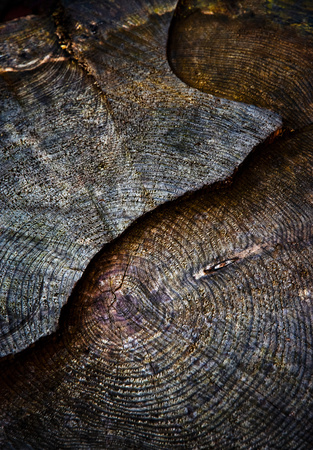 background or texture dark sawn old stumpの写真素材