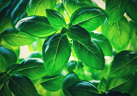 background nature retro green basil leavesの写真素材