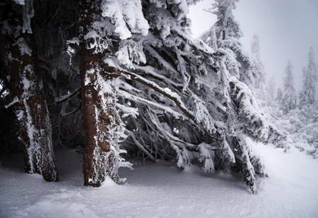 nature seasonal background snow thread branches of spruceの写真素材