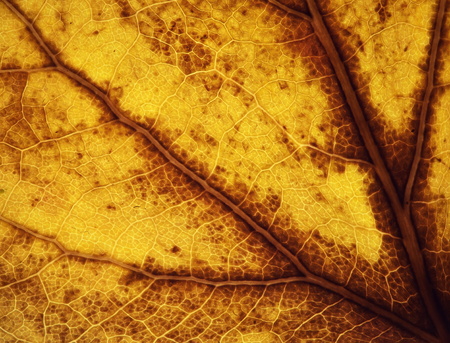 abstract nature background or texture detail of an old yellow leafの写真素材