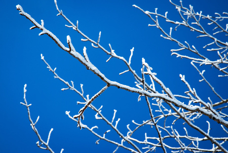 seasonal nature background detail of branches with white frostの写真素材