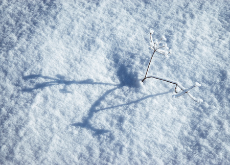 detail seasonal background with frosts dry grass on the snowの写真素材