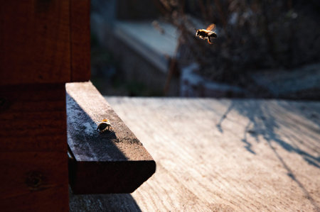 nature background return the bee to the hive