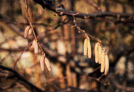 nature background detail hazel catkin bushの写真素材