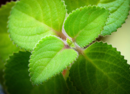 nature background green hairy leaves Plectranthus argentatus silver spurflower