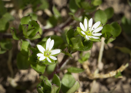 nature seasonal background two white flowers weed Stellaria mediaの写真素材