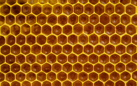 food detail background or texture immature honey in honeycombsの写真素材