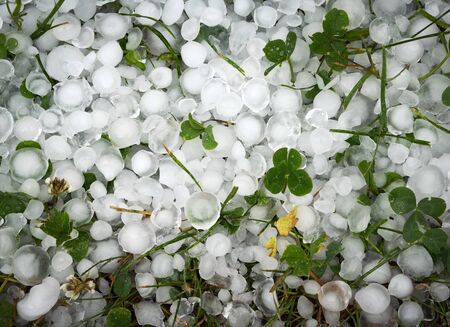 seasonal nature background clover leaves covered with ice hailの写真素材