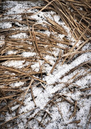 seasonal background dry grass sprinkled with snowの写真素材