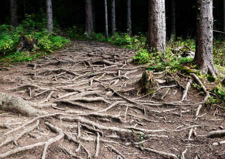 nature background detail of a path in the forest with tree rootsの写真素材