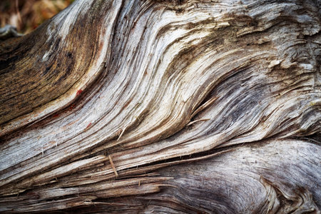 background or texture abstract detail on old colored rotten woodの写真素材