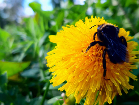 A bee collects nectar on a dandelion.の写真素材
