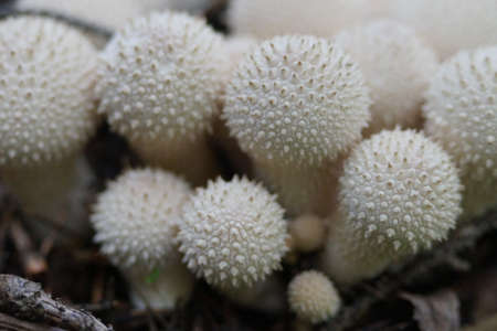 An ordinary puffball on the edge of the forest.の写真素材