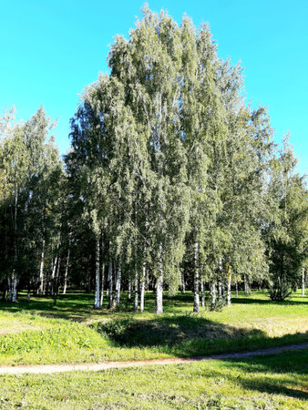 Autumn morning in the city park of St. Petersburg.