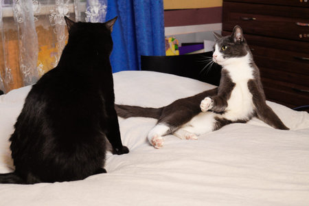 A gray-white kitten is playing with a black cat. A bed with a white coverlet.