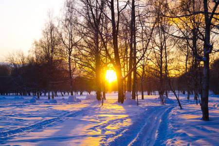 Bright sunset in winter park. Trail from ski slope.の写真素材