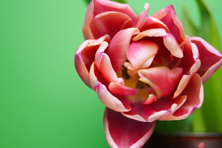 Bright pink tulip on a green background. High quality photo
