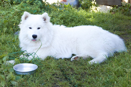 The white dog, Samoyed, lies on the grass. Next to the bowl. Stick out their tongue.