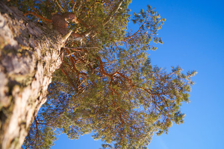Coniferous trees on the shore of the Gulf of Finland. Winter time, snow. Bright sun and blue sky on...