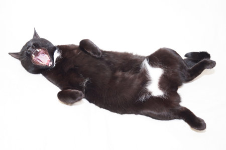The black cat is lying with its paws up, its belly is open. He yawns with his mouth wide open. Isolated on a white background.の写真素材