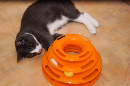 Gray cat plays with balls in a special toy for cats.の写真素材