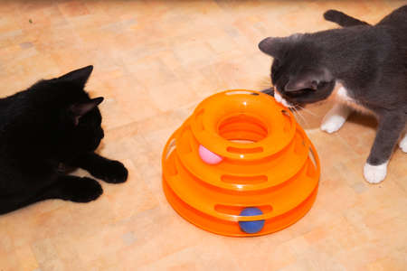 Gray cat plays with balls in a special toy for cats.The black cat is watching.の写真素材