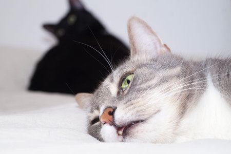 Cute striped cat in the foreground. Behind is a black cat. Selected focus.