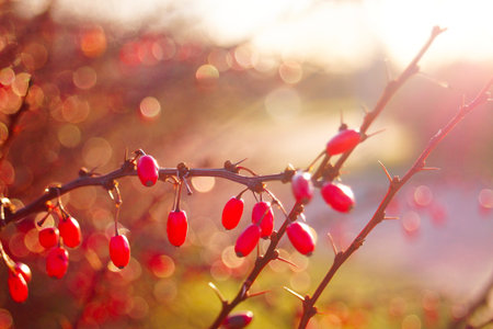 A barberry bush with red berries. Blurred background, sun rays. Selective focus.