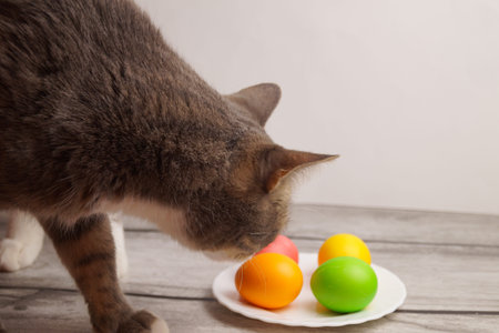Happy Easter. Multicolored eggs on a white plate. All the colors of the rainbow. Gray tabby cat sniffs eggs.の写真素材